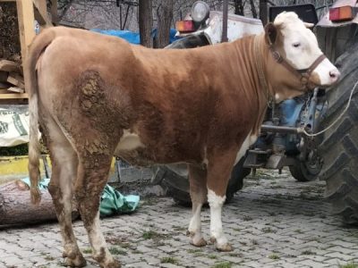 Kurbanlık çiğ düve canlı ağırlığı 500 kg