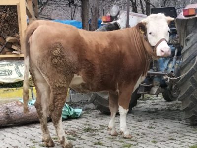 Kurbanlık çiğ düve canlı ağırlığı 500 kg