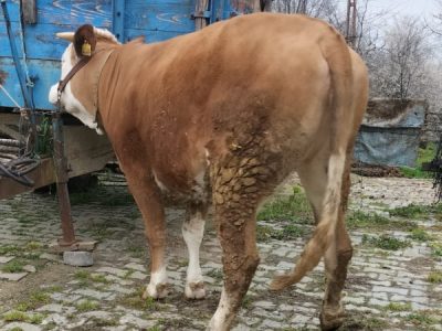 Kurbanlık çiğ düve canlı ağırlığı 500 kg