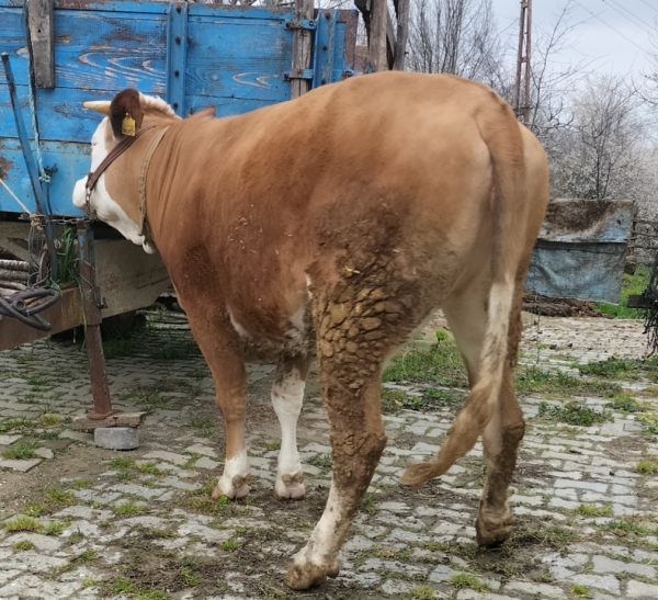 Kurbanlık çiğ düve canlı ağırlığı 500 kg